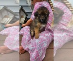 Puppy Princess Shiranian
