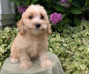 Medium Cavapoo