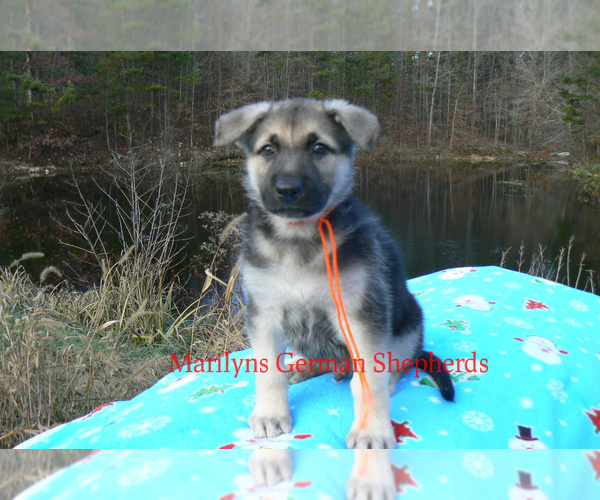Medium Photo #3 German Shepherd Dog Puppy For Sale in PIEDMONT, MO, USA