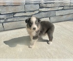 Small Photo #6 Australian Shepherd Puppy For Sale in LODA, IL, USA