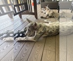 Small #4 Great Dane