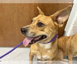 Small Chihuahua-German Shepherd Dog Mix