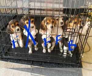 Beagle Puppy for sale in SAINT PAUL, MN, USA