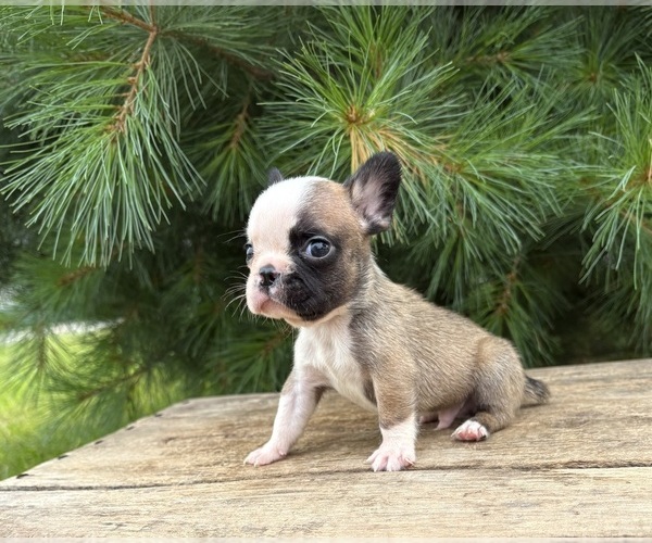 Medium Photo #1 French Bulldog Puppy For Sale in MIDDLEBURY, IN, USA