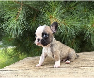 French Bulldog Puppy for sale in MIDDLEBURY, IN, USA