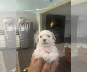 Maltipoo Puppy for Sale in LONGVIEW, Texas USA