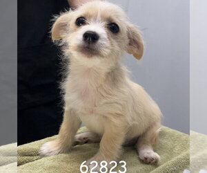 Mutt Dogs for adoption in Chico, CA, USA