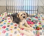 Small #3 Morkie