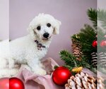 Small Photo #1 Bichon Frise Puppy For Sale in Sioux Falls, SD, USA