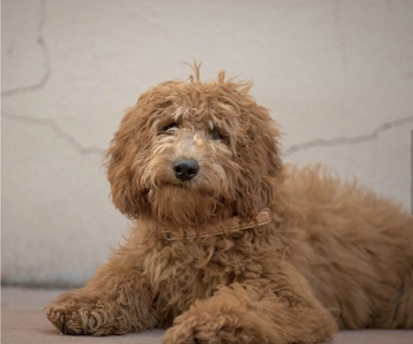 Medium Photo #1 Goldendoodle (Miniature) Puppy For Sale in ANDERSON DAM, ID, USA