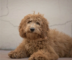 Small Photo #1 Goldendoodle (Miniature) Puppy For Sale in ANDERSON DAM, ID, USA