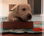 Tan collar - Female Labrador Retriever Puppy for Sale - Photo #2