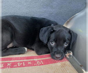 Medium Labrador Retriever Mix