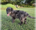 Small #3 Aussiedoodle