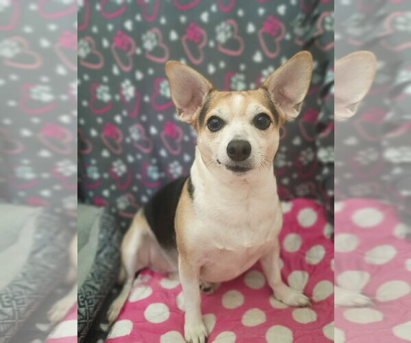 Medium Photo #4 Chihuahua Puppy For Sale in Pacolet, SC, USA