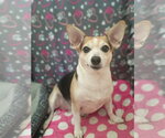 Small #3 Chihuahua