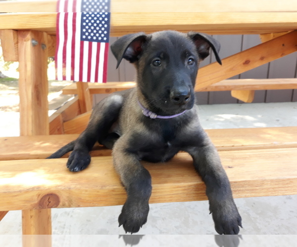 Medium Photo #9 Belgian Malinois Puppy For Sale in CORNING, CA, USA