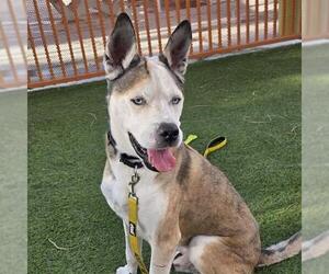 *DR ZEUS - Male German Shepherd Dog-Unknown Mix Dog for Adoption - Photo #3