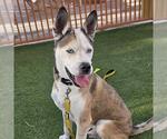 Small #2 German Shepherd Dog Mix