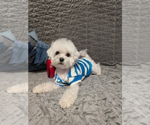 Father of the Maltese puppies born on 05/20/2026