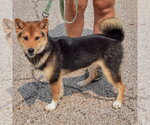 Small #1 Shiba Inu