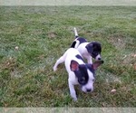 Small #4 Boston Terrier-Jack Russell Terrier Mix