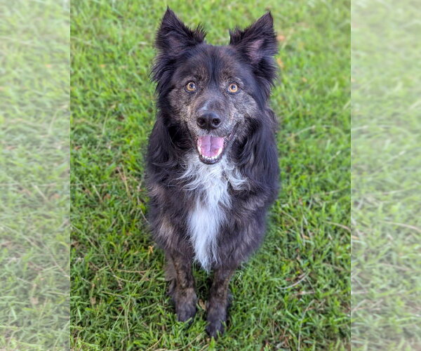 Medium Photo #1 Siberian Husky-Unknown Mix Puppy For Sale in Corona, CA, USA