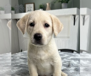 Labrador Retriever Puppy for sale in INDIANAPOLIS, IN, USA