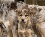 Puppy 4 Australian Shepherd-German Shepherd Dog Mix