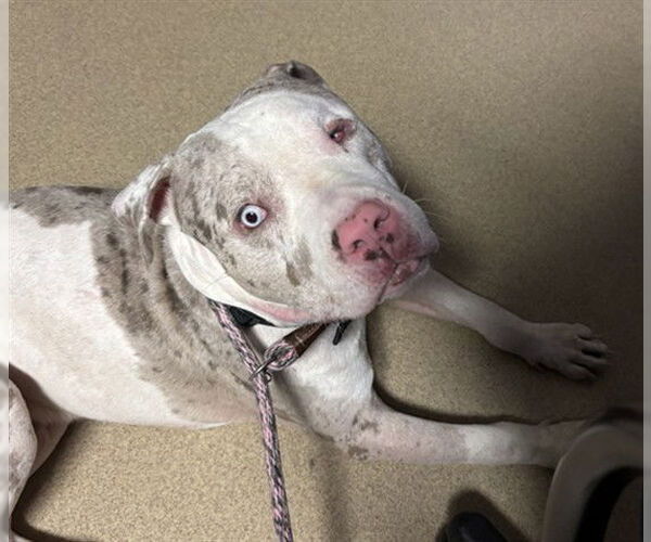 Medium Photo #1 American Pit Bull Terrier-Unknown Mix Puppy For Sale in Plano, TX, USA