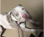 Small American Pit Bull Terrier Mix