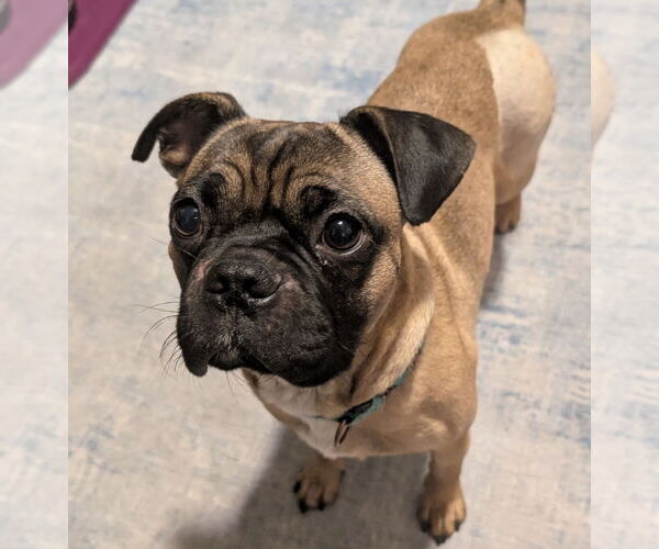 Medium Photo #3 Pug-Unknown Mix Puppy For Sale in Brooklyn Center, MN, USA
