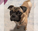 Small #2 Pug Mix