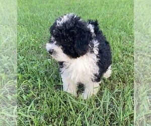 Medium Bernedoodle (Miniature)