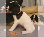 Small Photo #12 English Springer Spaniel Puppy For Sale in LINCOLN, NE, USA