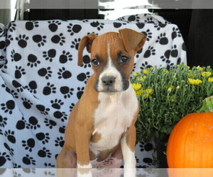 Funny Boxer Puppies For Sale In Ohio