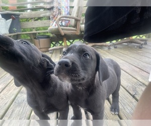 Great Dane-Labrador Retriever Mix Puppy for sale in IVANHOE, MN, USA