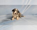 Small #7 Bernedoodle (Miniature)