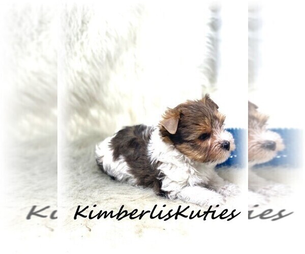 Medium Photo #3 Yorkshire Terrier Puppy For Sale in LIPAN, TX, USA