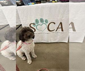 Poodle (Miniature) Dogs for adoption in Rosenberg, TX, USA
