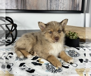 Pomsky Puppy for sale in FRANKLIN, IN, USA