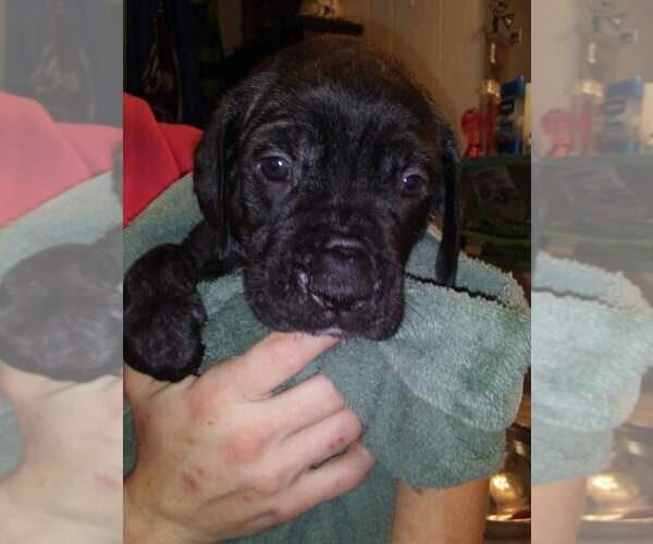 Medium Photo #1 Mastiff Puppy For Sale in MONTICELLO, MN, USA
