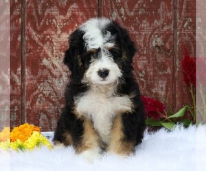 Miniature Bernedoodle Puppy for sale in FREDERICKSBG, OH, USA