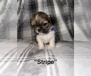 Medium Shih Tzu
