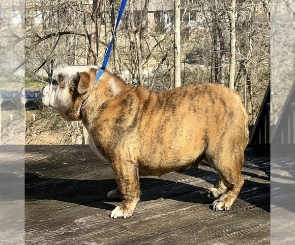 Medium Photo #2 Bulldog Puppy For Sale in COLUMBIA, TN, USA