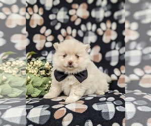 Pomeranian Puppy for sale in LINCOLN UNIVERSITY, PA, USA