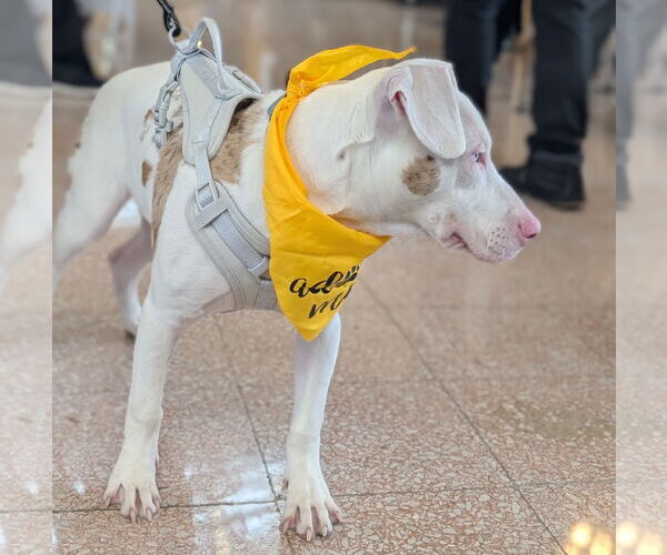 Medium Photo #6 Mutt Puppy For Sale in Brooklyn Center, MN, USA
