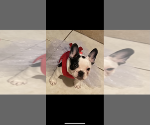 French Bulldog Puppy for sale in DOWNEY, CA, USA
