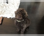 Small Photo #3 Labradoodle Puppy For Sale in SAN FRANCISCO, CA, USA