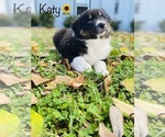 Small Photo #7 Australian Shepherd Puppy For Sale in COOKEVILLE, TN, USA